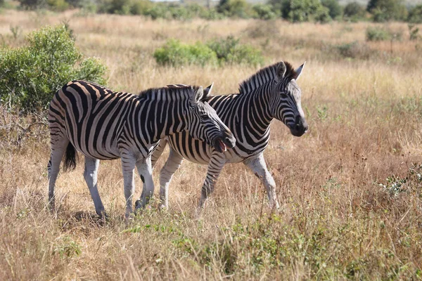 Steppenzebra Burchell Zebra Equus Burchellii — Foto Stock