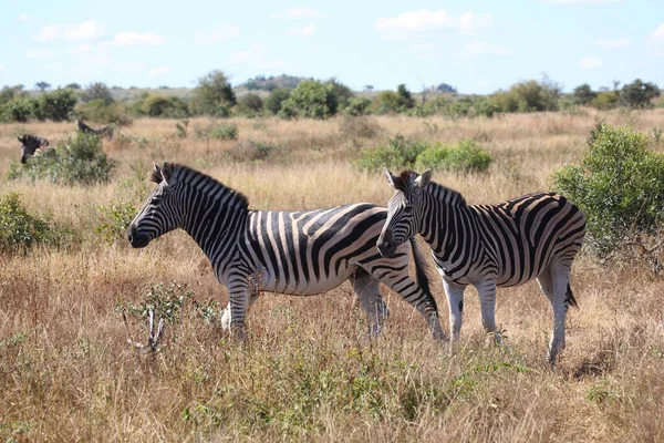 Steppenzebra Burchell Zebra Equus Burchellii — Photo