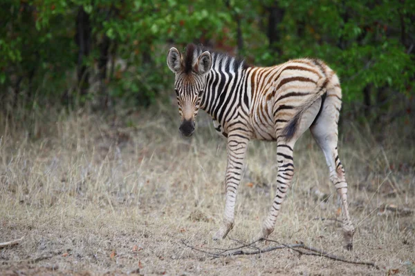 Steppenzebra Burchell Zebra Equus Burchellii — Φωτογραφία Αρχείου