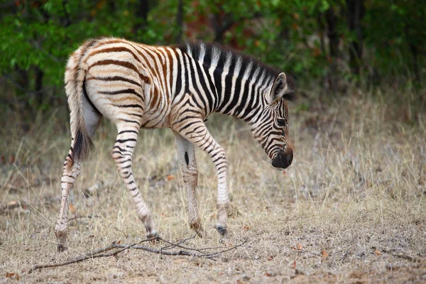 Steppenzebra Burchell Zebra Equus Burchellii — Φωτογραφία Αρχείου