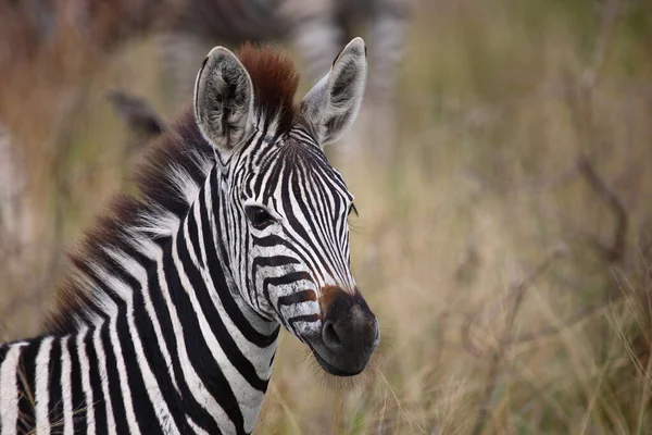 Steppenzebra / Burchell's zebra / Equus burchellii