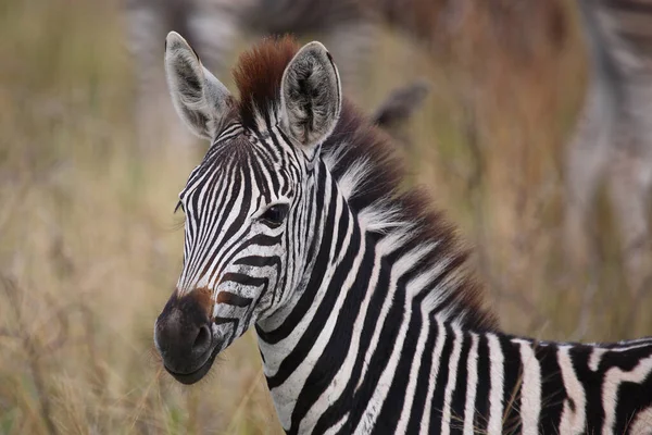 Steppenzebra Burchell Zebra Equus Burchellii — Zdjęcie stockowe