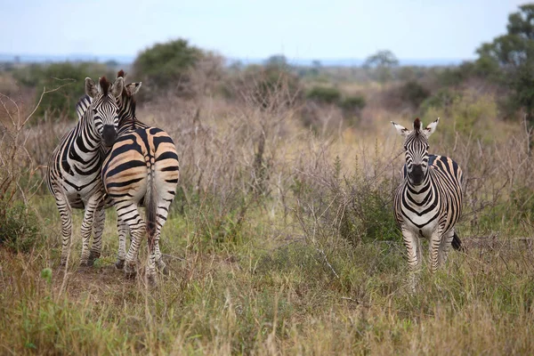 Steppenzebra Burchell Zebra Equus Burchellii — Φωτογραφία Αρχείου