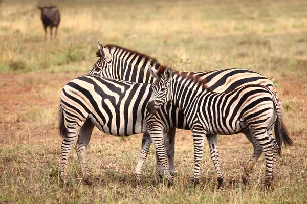 Steppenzebra Burchell Zebra Equus Burchellii — Stockfoto