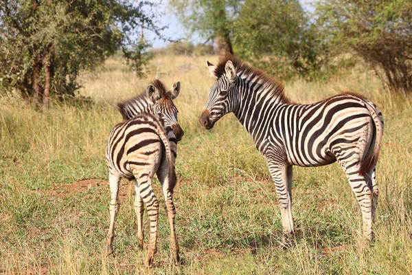 Steppenzebra Burchell Zebra Equus Burchellii — Stock Fotó