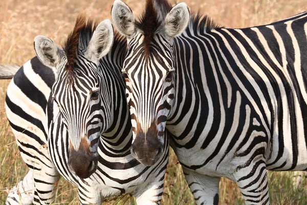 Steppenzebra Burchell Zebra Equus Burchellii — Zdjęcie stockowe