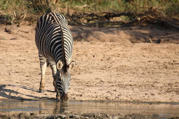 Steppenzebra Burchell Zebra Equus Burchellii — Stock Photo, Image