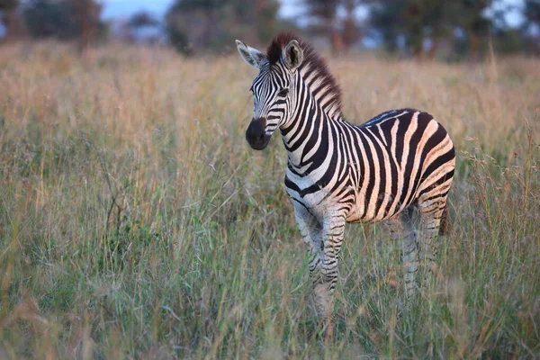 Steppenzebra Burchell Zebra Equus Burchellii — Φωτογραφία Αρχείου