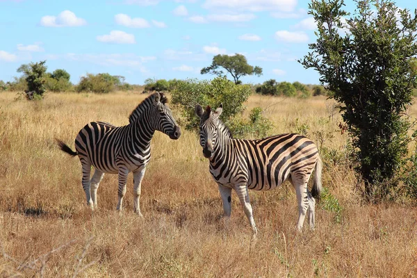 Steppenzebra Burchell Zebra Equus Burchellii — Φωτογραφία Αρχείου