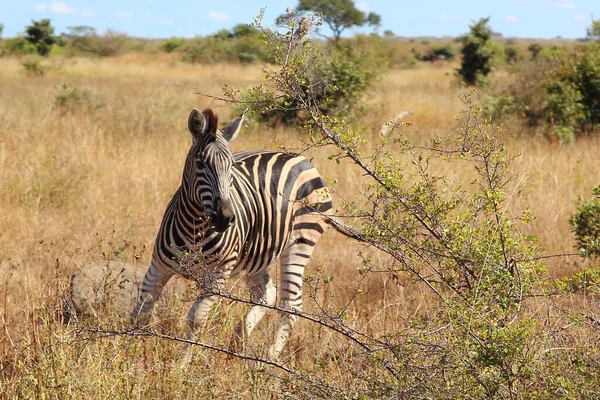 Steppenzebra Burchell Zebra Equus Burchellii — стокове фото