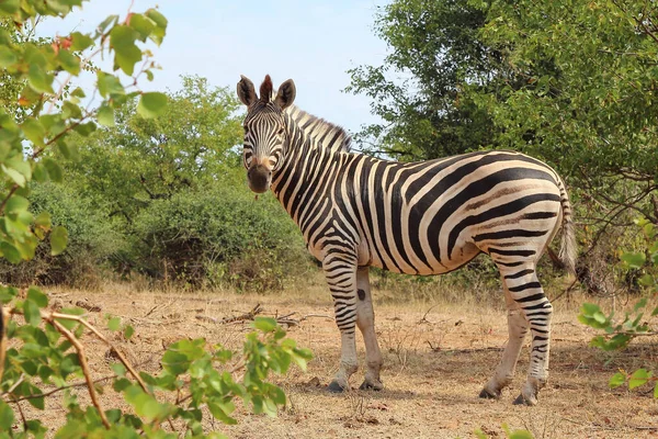 Steppenzebra Burchell Zebra Equus Burchellii — стокове фото