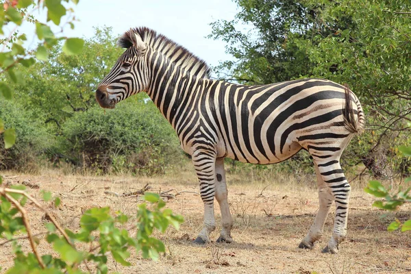 Steppenzebra / Burchell's zebra / Equus burchellii