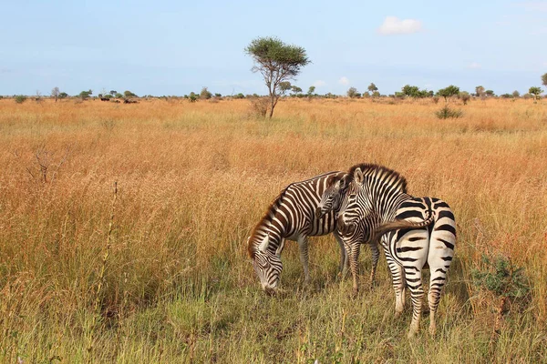 Steppenzebra Burchell Zebra Equus Burchellii — Stok fotoğraf