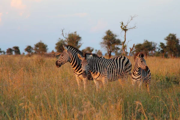 Steppenzebra / Burchell's zebra / Equus burchellii