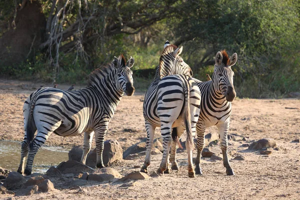 Steppenzebra Und Rotschnabel Madenhacker Cebra Burchell Pájaro Oxígeno Pico Rojo — Foto de Stock