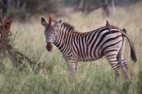 Steppenzebra Und Rotschnabel Madenhacker Burchell Zebra Red Bill Oxpecker Equus — Stok fotoğraf