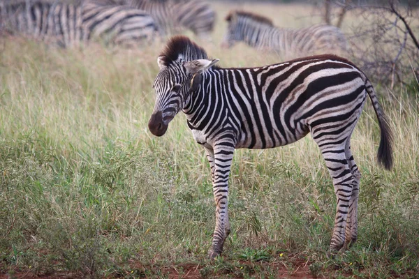 Steppenzebra Und Rotschnabel Madenhacker Burchells Zebra Och Rödnäbbad Oxpitt Equus — Stockfoto