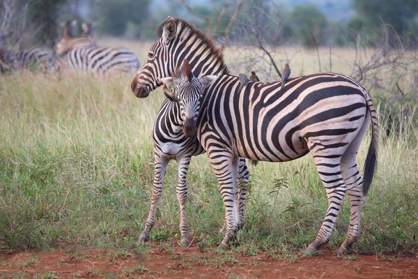 Steppenzebra Und Rotschnabel Madenhacker Zebra Burchell Bufalo Dal Becco Rosso — Foto Stock