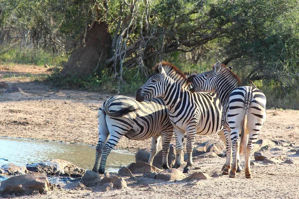 Steppenzebra Und Rotschnabel Madenhacker Burchell Féle Zebra Vörös Számlájú Oxpecker — Stock Fotó