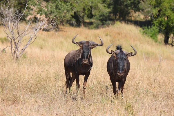 Streifengnu / Blue wildebeest / Connochaetes taurinus