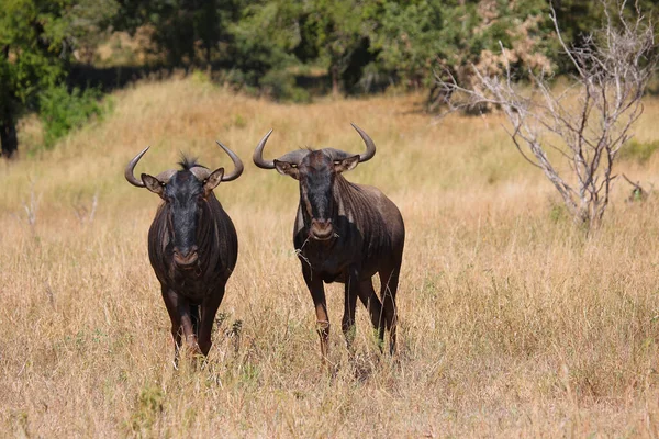 Streifengnu Blue Wildebeest Connochaetes Taurinus — 스톡 사진