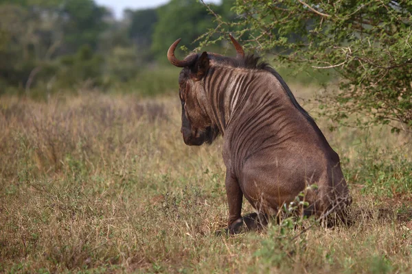 Streifengnu Blue Wildebeest Connochaetes Taurinus — Zdjęcie stockowe