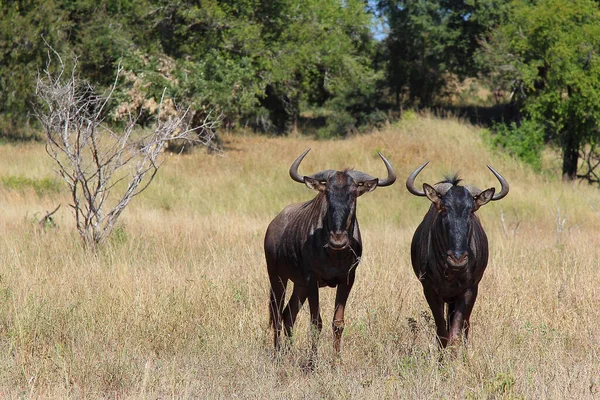 Streifengnu / Blue wildebeest / Connochaetes taurinus