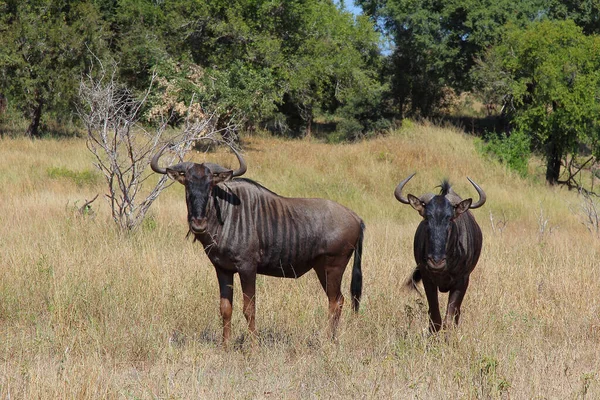 Streifengnu Blue Wildebeest Connochaetes Taurinus — Stock Fotó