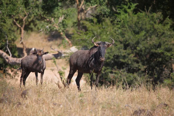 Streifengnu / Blue wildebeest / Connochaetes taurinus