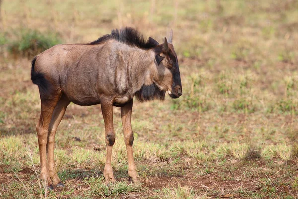 Fengnu Blue Wildebeest Connochaetes Inrinus — стоковое фото