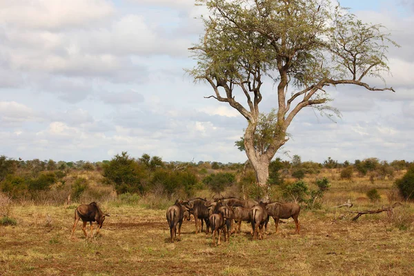 Streifengnu / Blue wildebeest / Connochaetes taurinus