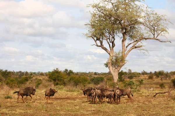 Streifengnu / Blue wildebeest / Connochaetes taurinus