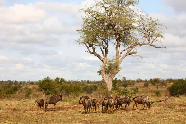 Streifengnu / Blue wildebeest / Connochaetes taurinus
