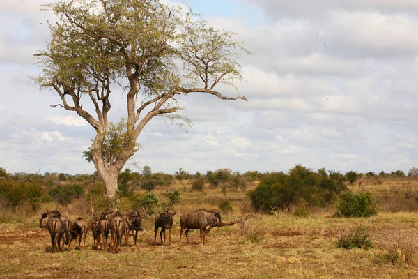 Streifengnu / Blue wildebeest / Connochaetes taurinus