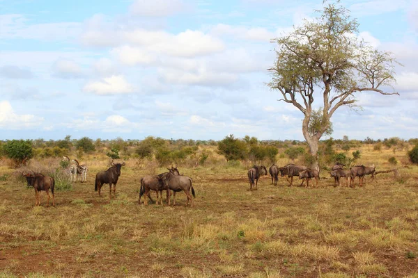 Streifengnu Blue Wildebeest Connochaetes Taurinus — Stockfoto