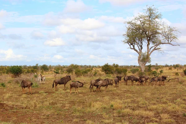 Streifengnu / Blue wildebeest / Connochaetes taurinus
