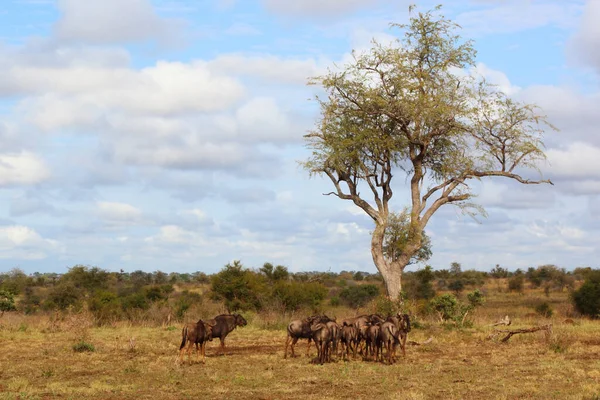 Streifengnu / Blue wildebeest / Connochaetes taurinus