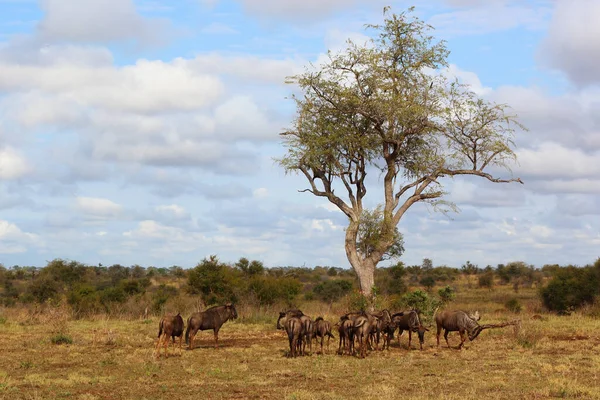 Streifengnu / Blue wildebeest / Connochaetes taurinus