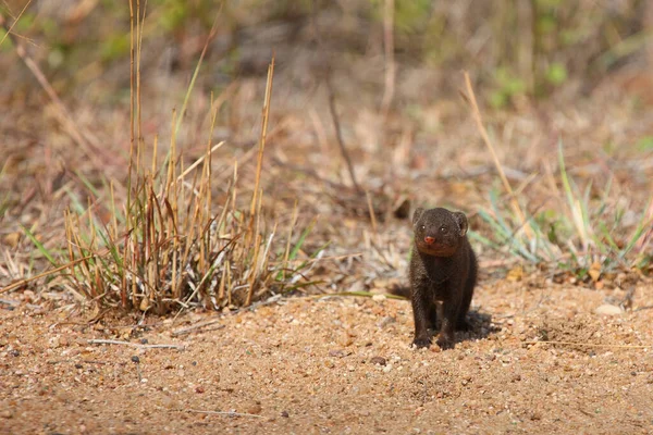 Suedliche Zwergmanguste Dwarf Mongoose Helogale Parvula — Fotografia de Stock