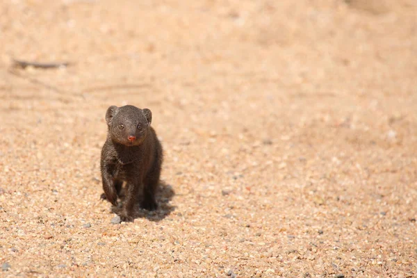 Suedliche Zwergmanguste Dwarf Mongoose Helogale Parvula — Stock fotografie