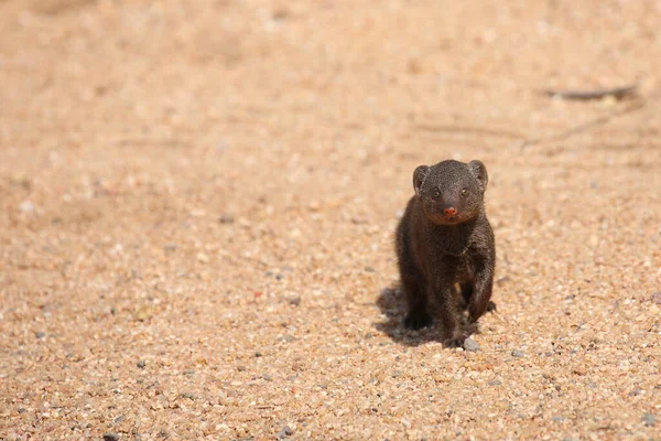 Suedliche Zwergmanguste / Cüce firavun faresi / Helogale parvula