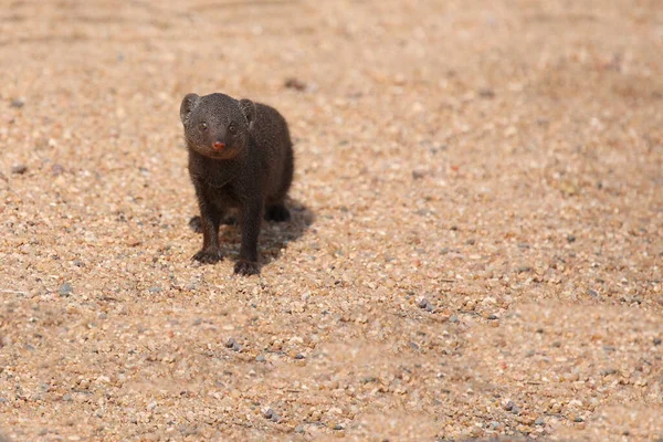 Suedliche Zwergmanguste / Cüce firavun faresi / Helogale parvula