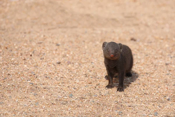 Suedliche Zwergmanguste / Cüce firavun faresi / Helogale parvula