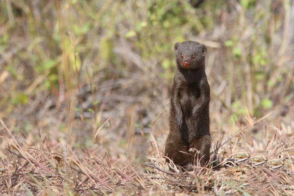 Suedliche Zwergmanguste / Cüce firavun faresi / Helogale parvula