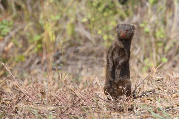 Suedliche Zwergmanguste Dwarf Mongoose Helogale Parvula — Stock fotografie