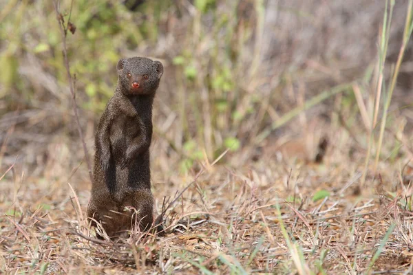 Suedliche Zwergmanguste Dwarf Mongoose Helogale Parvula — 스톡 사진