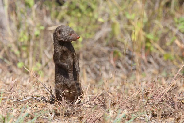 Suedliche Zwergmanguste Dwarf Mongoose Helogale Parvula — Stock fotografie
