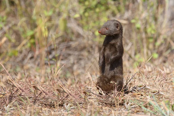 Suedliche Zwergmanguste / Cüce firavun faresi / Helogale parvula