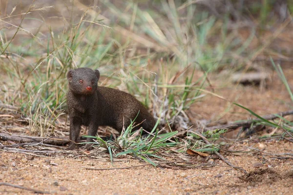 Suedliche Zwergmanguste Dwarf Mongoose Helogale Parvula — Fotografia de Stock