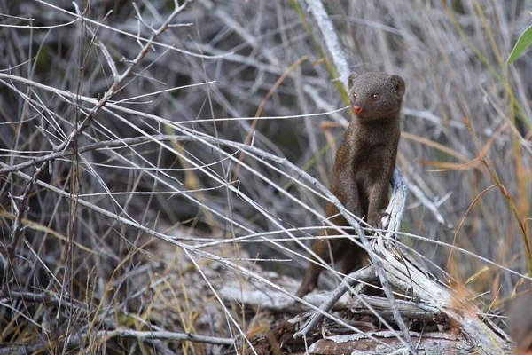 Suedliche Zwergmanguste Dwarf Mongoose Helogale Parvula — Stock Photo, Image